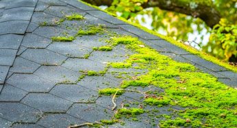 Roof Mold vs. Algae: How Are They Different?